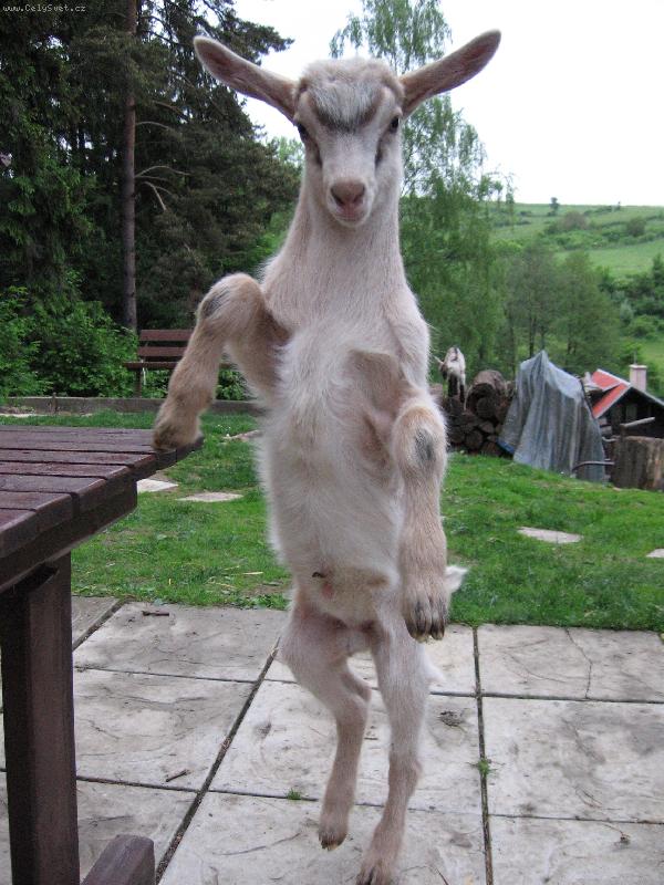 Foto: Kozino-Kde je ten barman!?!?!