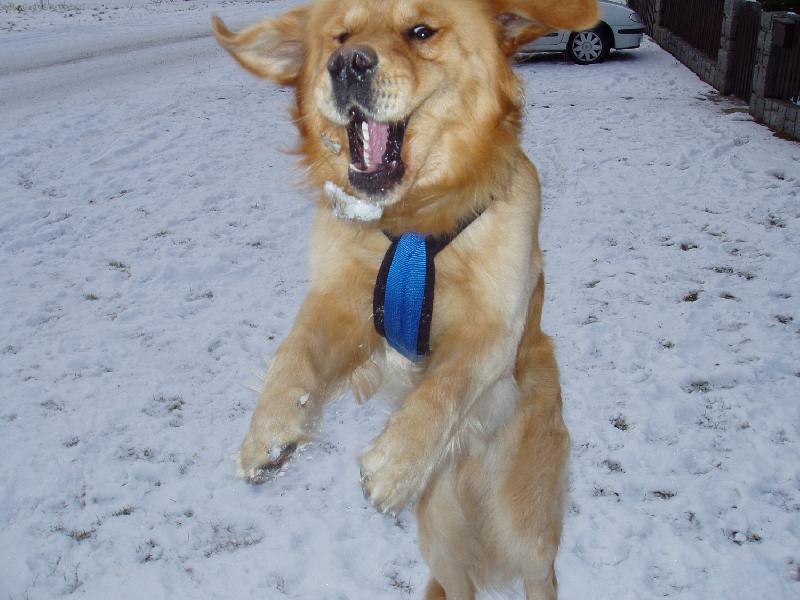 Foto: Retr�vr nebo �au �au