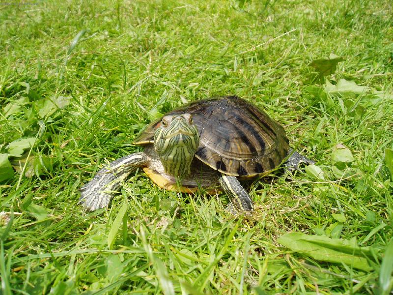 Foto: �elvi�ka-kde to sem?