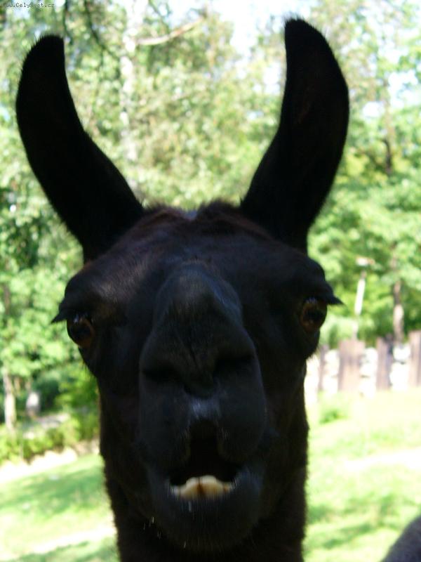 Foto: Co so o m� ��kala?!-Vyjeven� Brandy