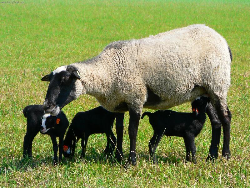 Foto: spokojen� rodinka