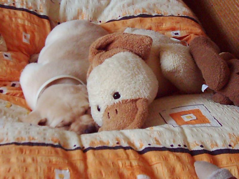 Foto: Riki...bez kachny neusnu :-)