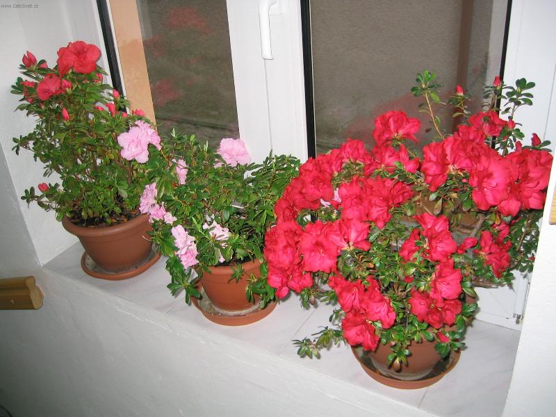 Foto: azalky-azalky