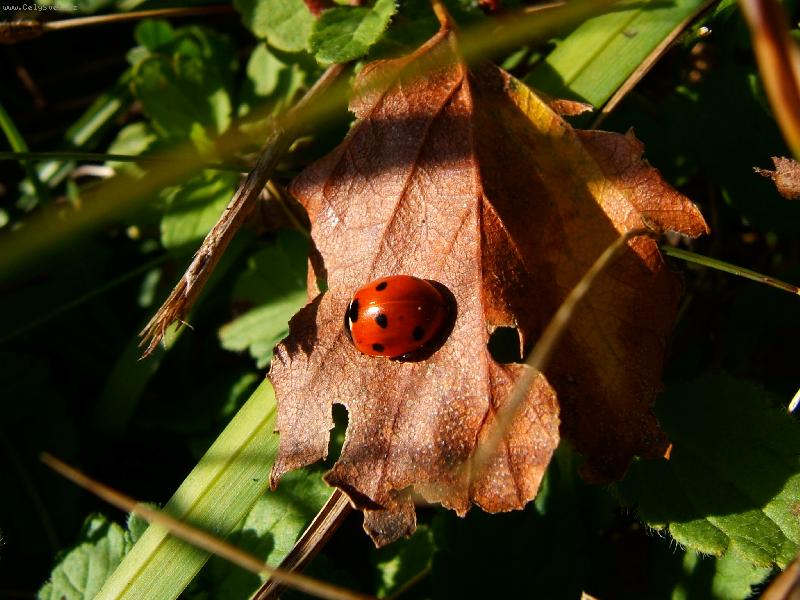 Foto: beru�ka m� r�da slun��ko