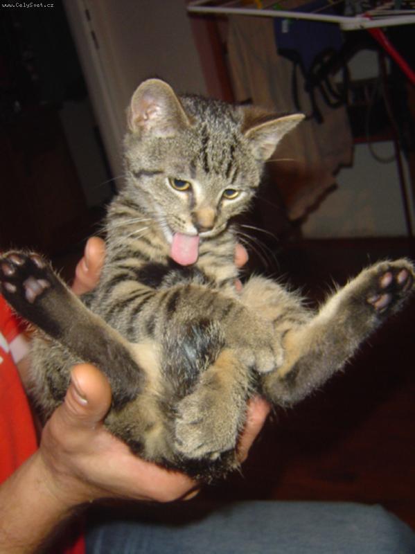 Foto: Smart-�ertovsk� ko��