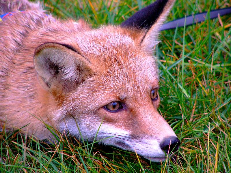 Foto: �a��nek-Odpo�inek v travi�ce