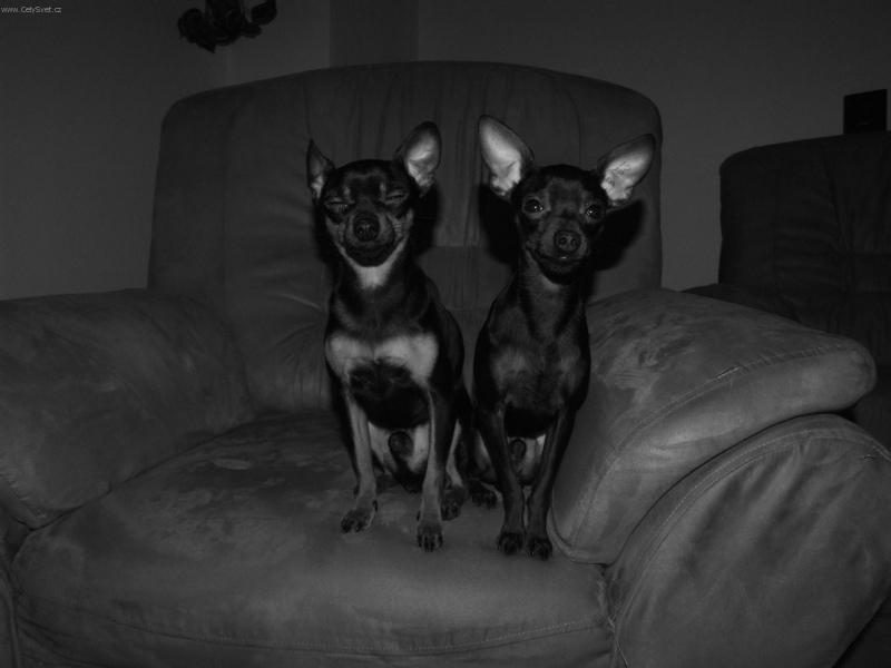 Foto: Usm�vejte se pros�m, vylet� pt��ek-Usm�vejte se pros�m, vylet� pt��ek