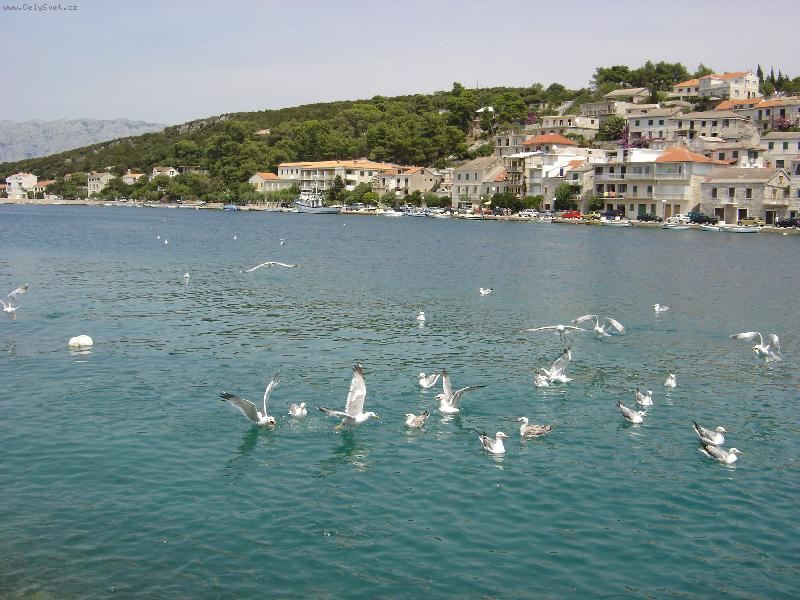 Foto: Hlad-Kosti ryb od ob�du