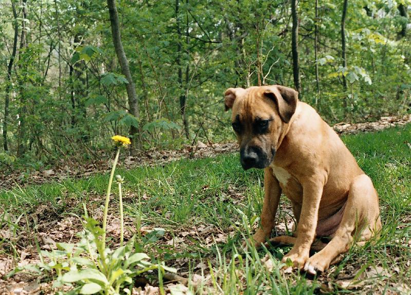 Foto: Gaston a pampeli�ka