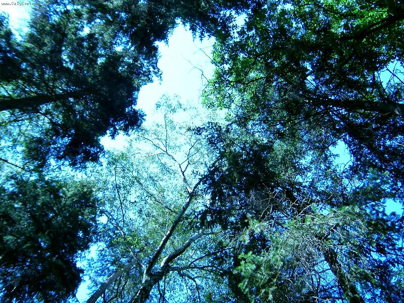 Foto: St�echa lesa