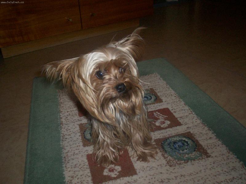 Foto: p��prava na focen�