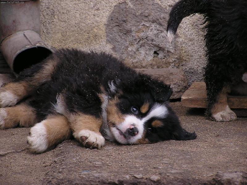 Foto: Aldo-Pr�v� jsem vypadl z okapu