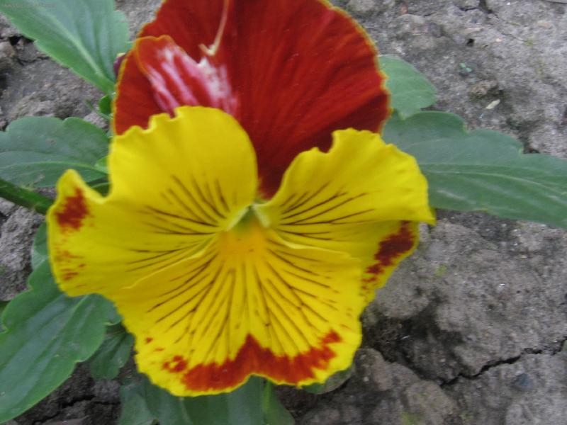 Foto: Kytinka...-�erven� mace�ka