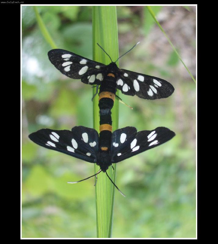 Foto: Motylkove