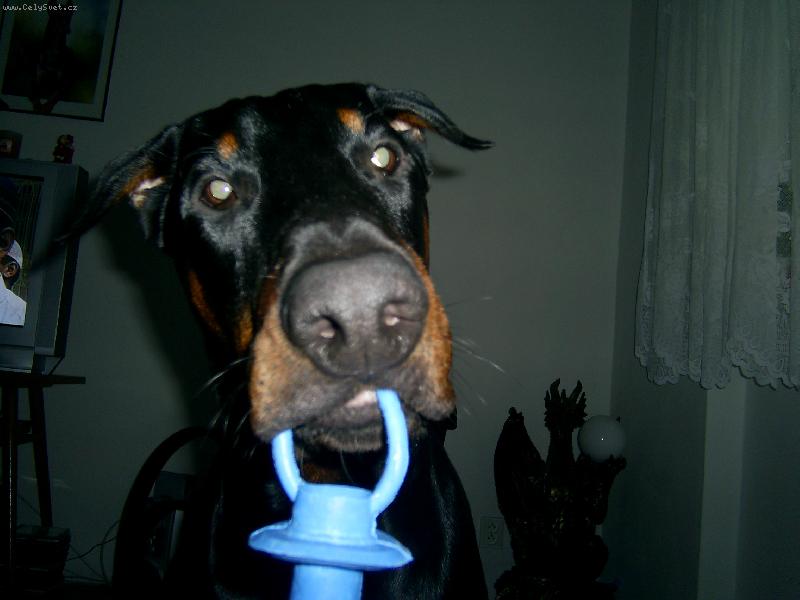 Foto: miminko-N� Charlie�ek s dudl�kem