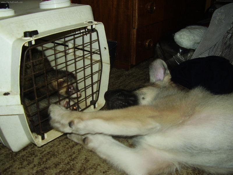 Foto: Roxi�ek-chci za vama