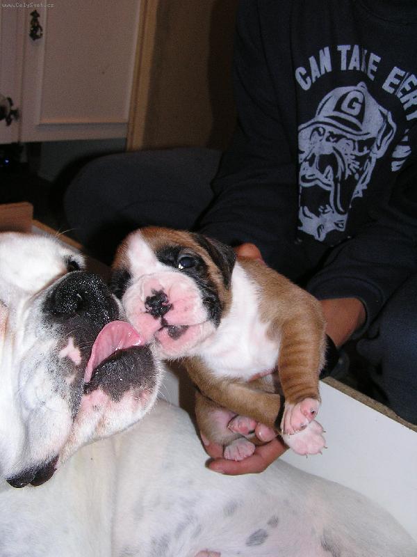 Foto: Pekn� dvojka