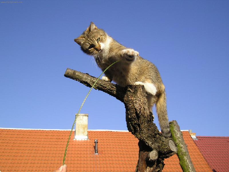 Foto: �pion-Provokat�rka co?