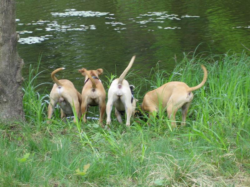 Foto: Pitbull�ata-Co to jee???