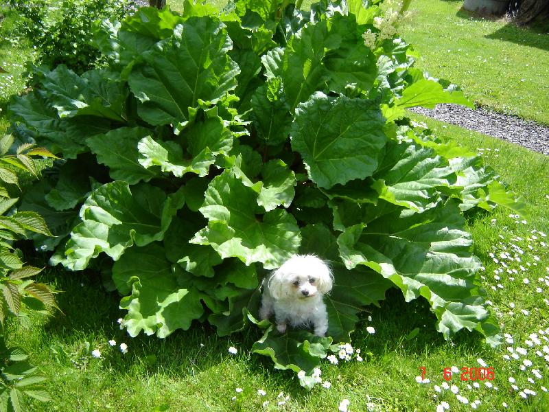 Foto: Taminka v rebarbo�e-v�ude sam� list�