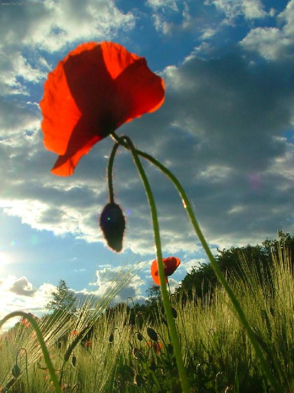 Foto: vl�� m�k