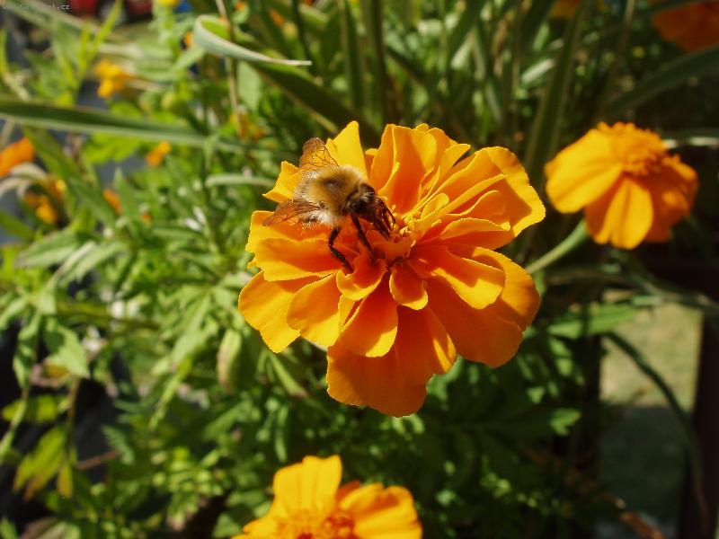 Foto: V�elka M�ja