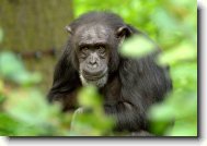 Fotosout�: �impanz