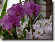 Phalaenopsis