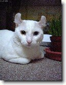 Americk� kerl kratkosrst� / dlouhosrst�