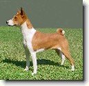 Basenji