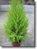 Cyp�i� velkoplod�