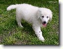 Kuvasz