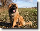 Leonberger