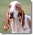 �pan�lsk� sabueso