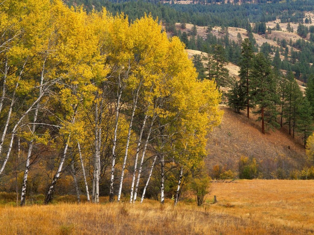 Foto: Aspen Grove, Okonagan Mountains, Washington