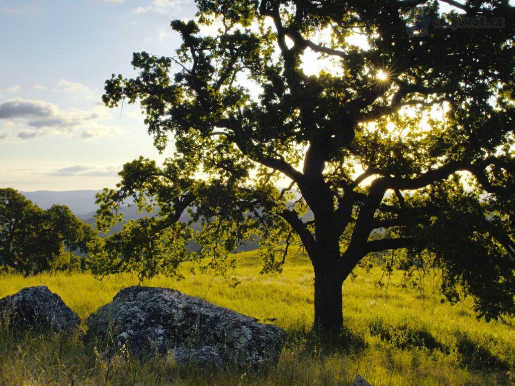 Foto: Lone Oak And Rolling Hills, Mount Diablo State Park, California