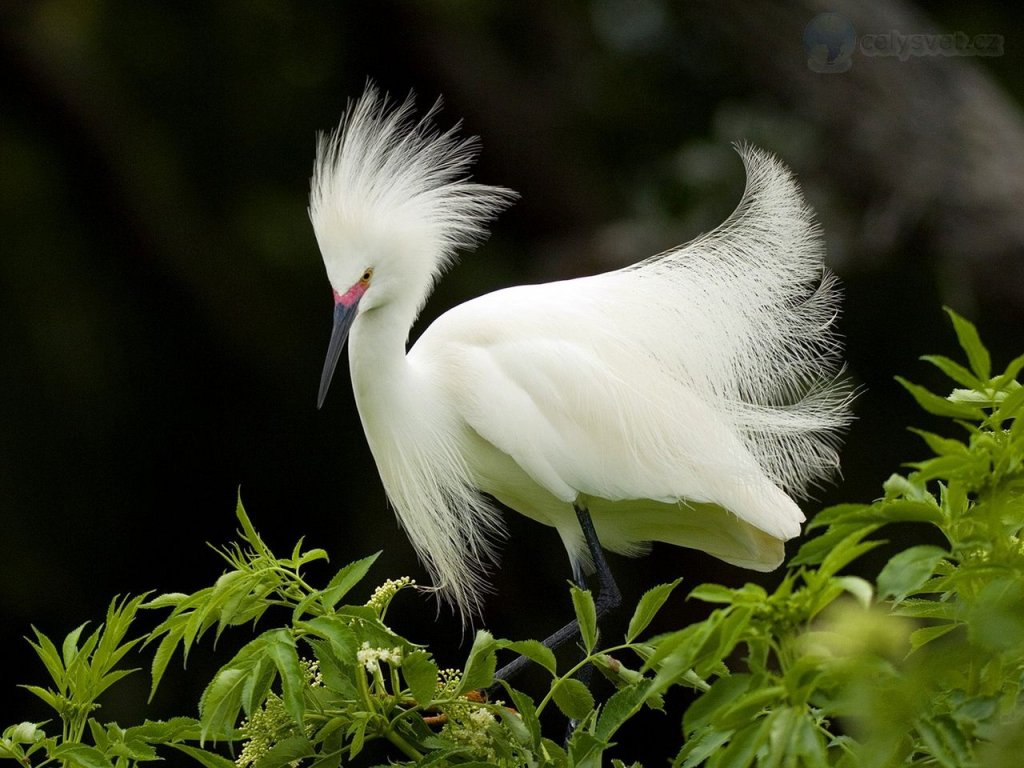 Foto: Snowy Egret In Breeding Plumage, Florida