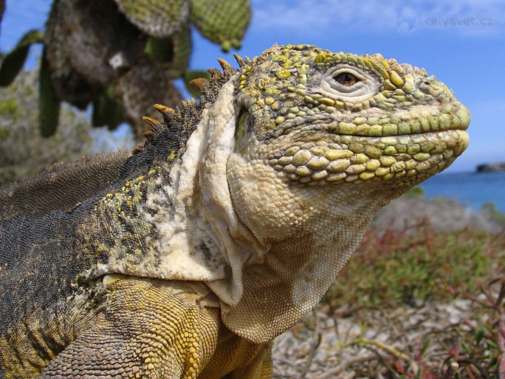 Foto: Galapagos Land Iguana, Galapagos Islands, Ecuador