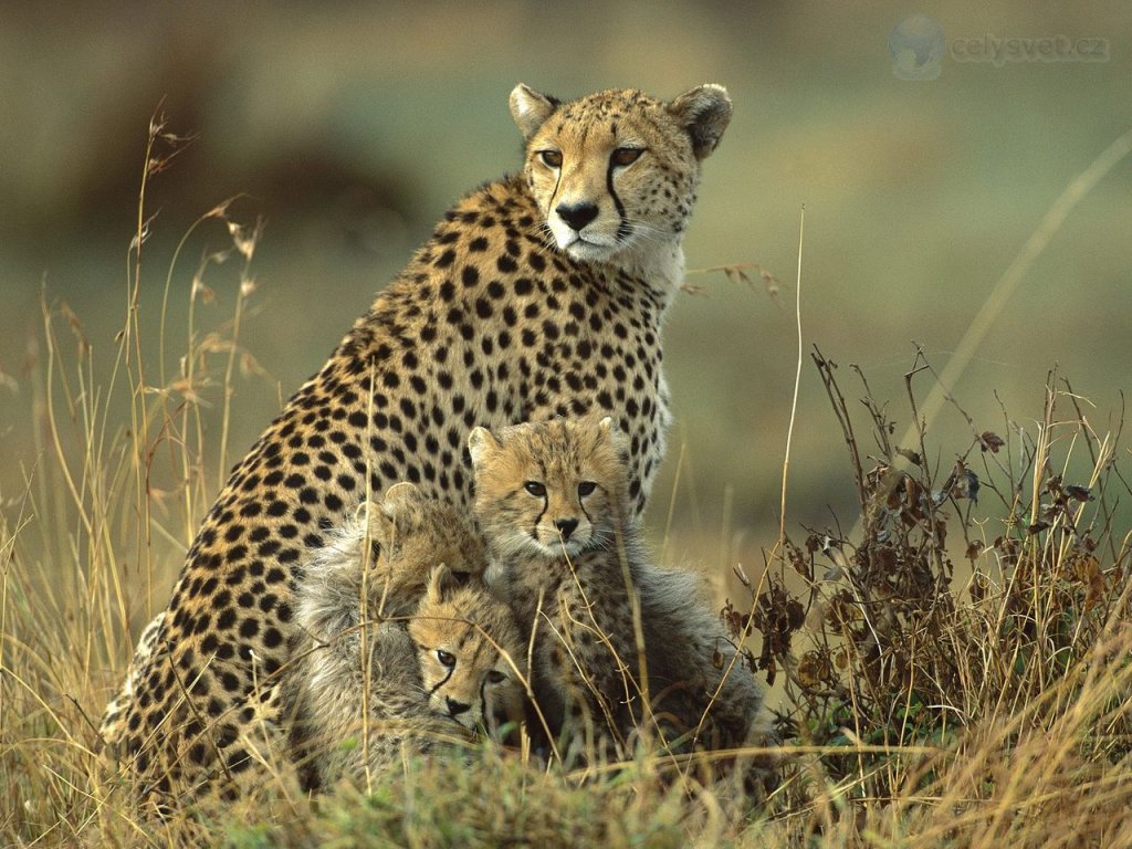 Foto: Cheetah Mother And Cubs, Masai Mara National Reserve, Kenya