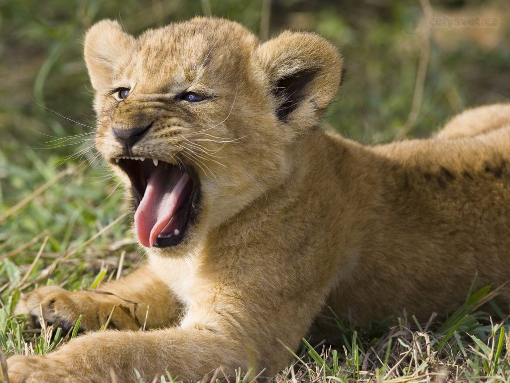 Foto: Seven Week Old African Lion Yawning, Masai Mara National Reserve, Kenya