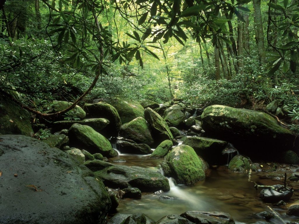 Foto: Roaring Fork In Summer, Great Smoky Mountains National Park, Tennessee