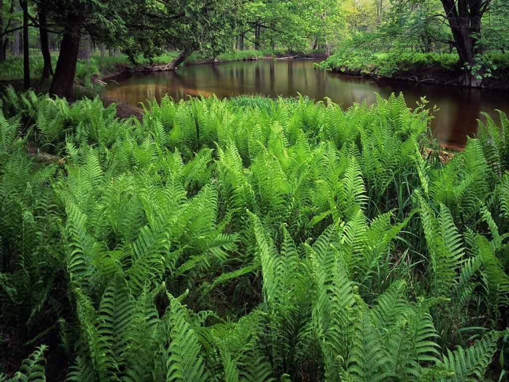 Foto: Ferns, Pere Marquette National Scenic River, Lake County, Michigan