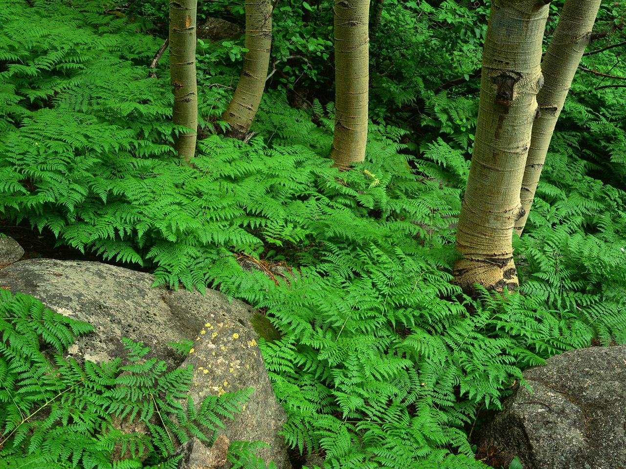 Foto: Ferns And Aspens, Rocky Mountain National Park, Colorado