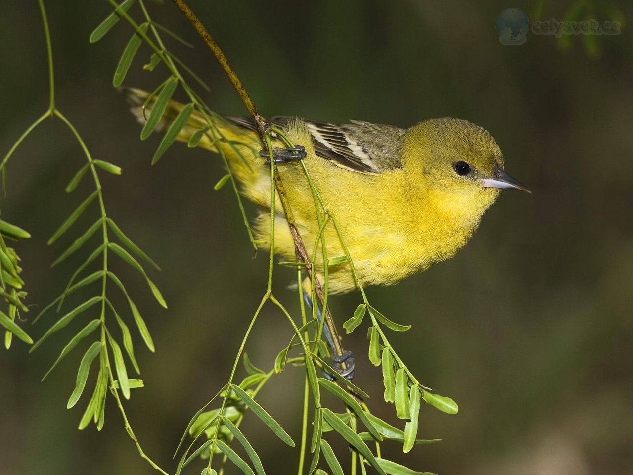 Foto: Female Orchard Oriole, Rio Grande Valley, Texas