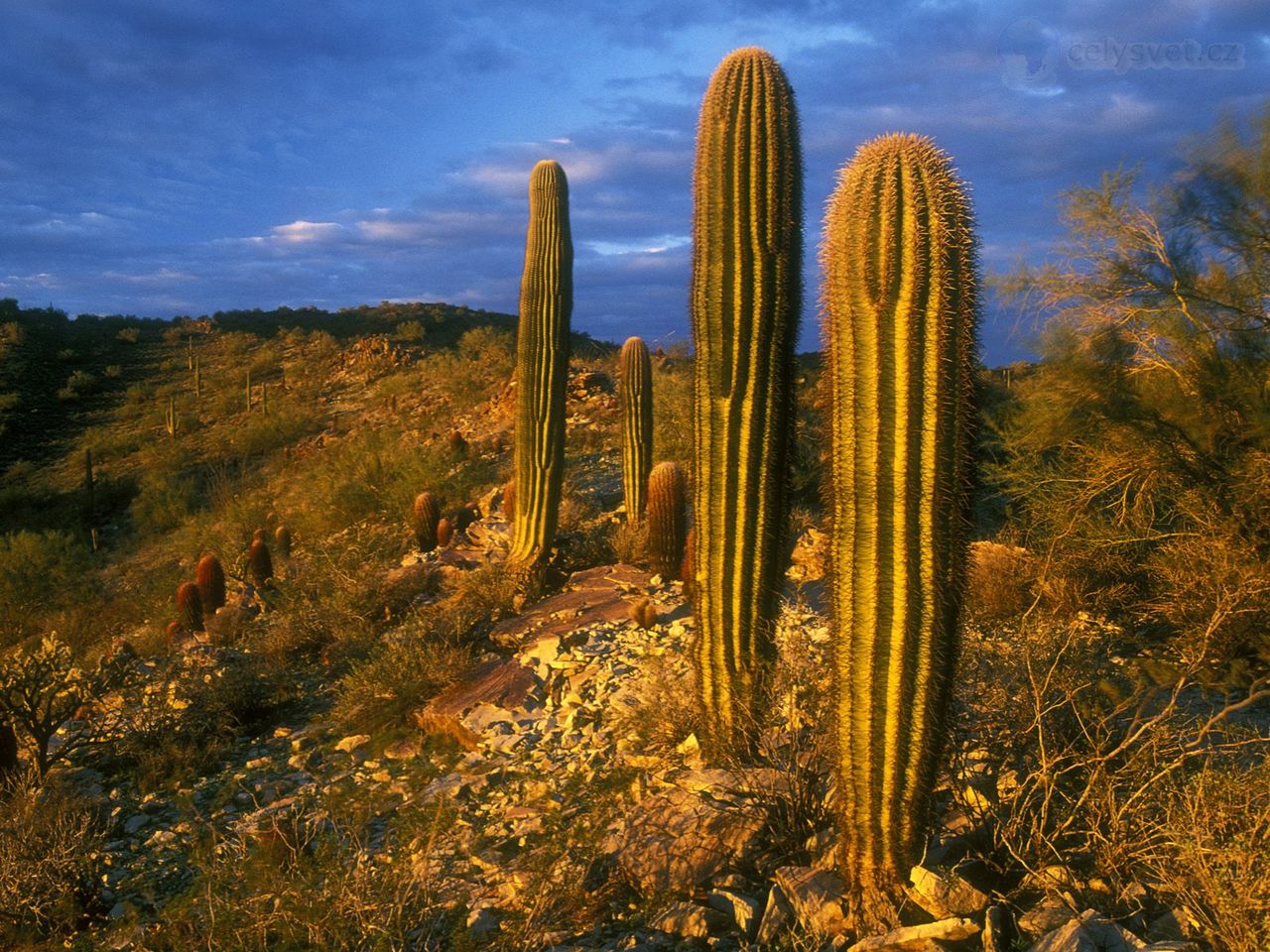 Foto: Saguaro Cacti, South Mountain Park, Phoenix, Arizona