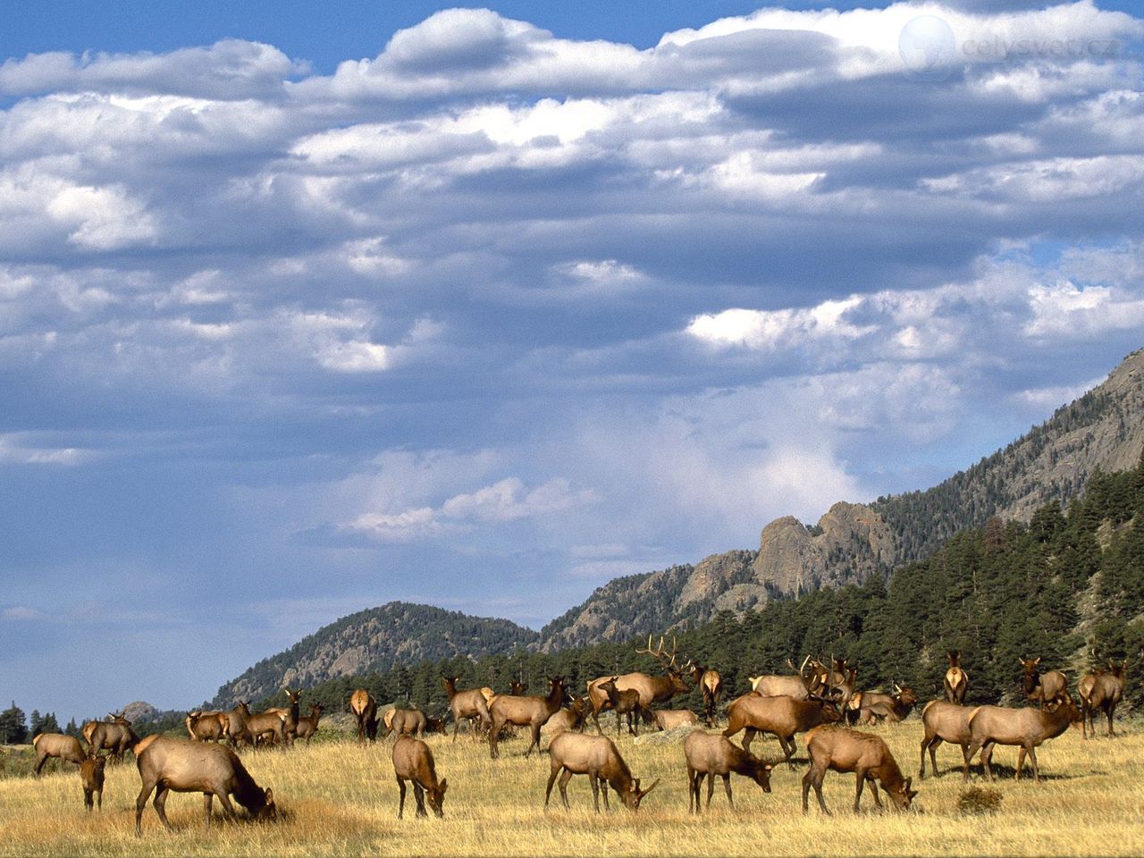 Foto: Elk Herd, Colorado