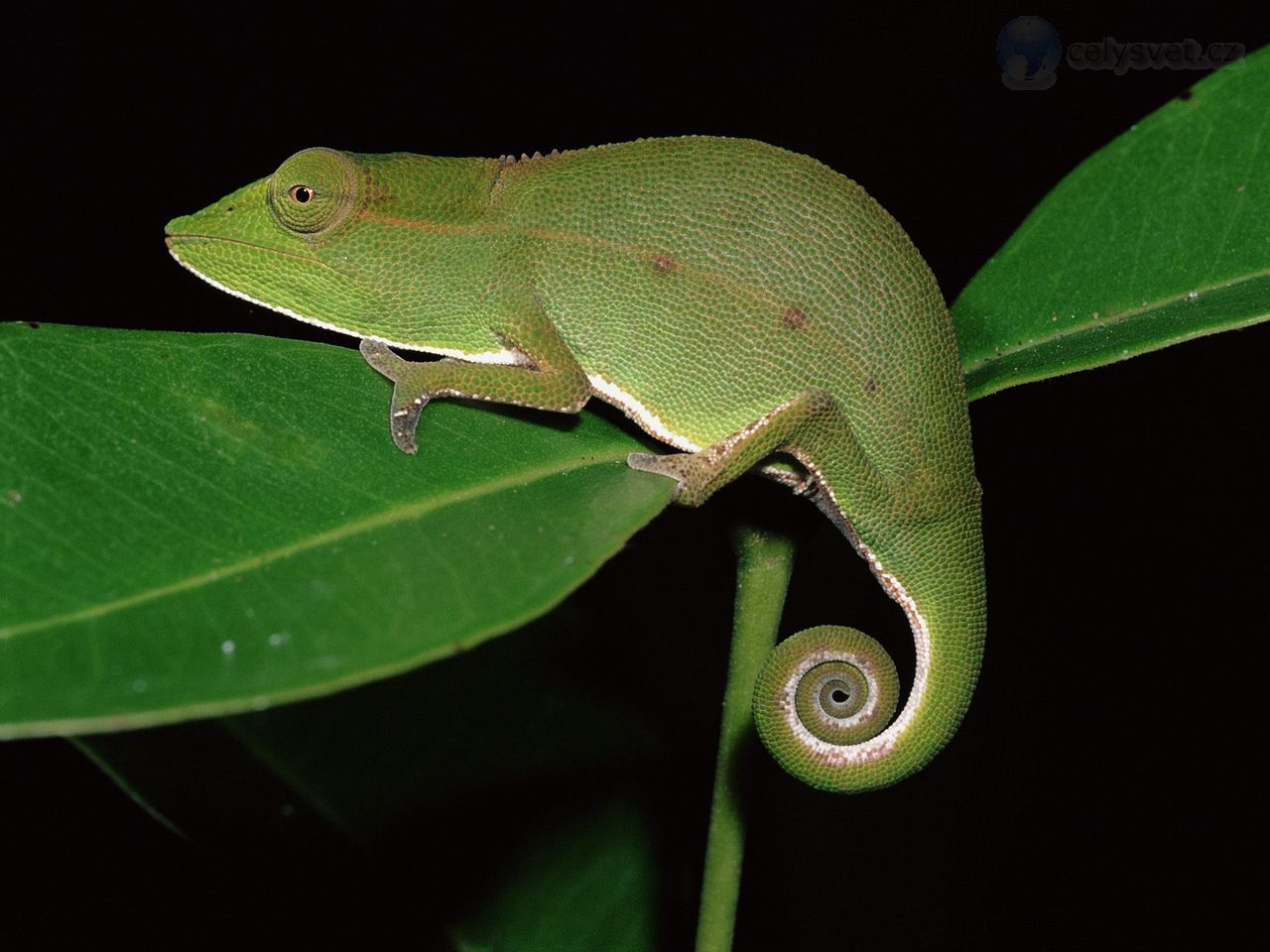 Foto: Short Nosed Chameleon At Night, Mantadia National Park, Madagascar