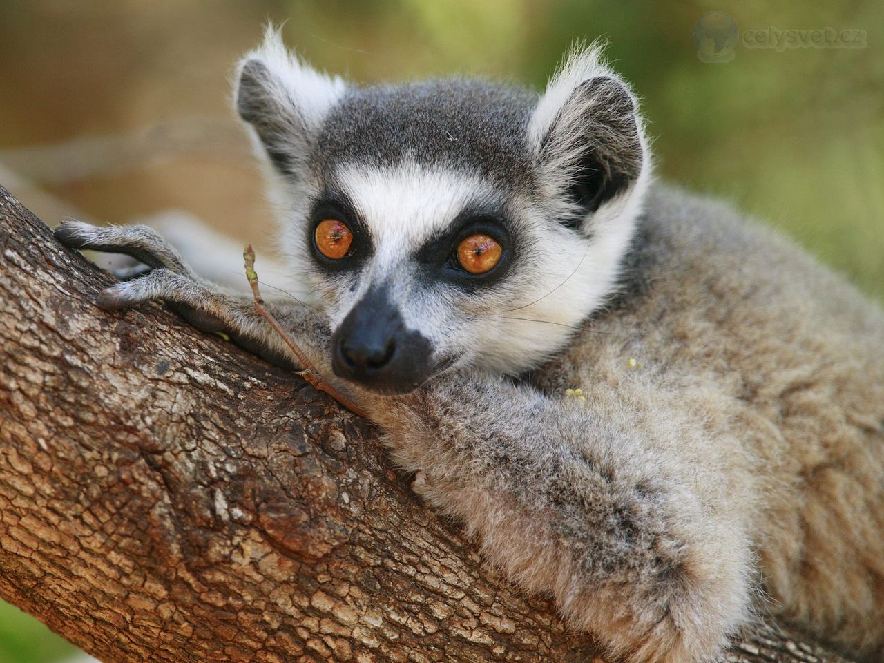 Foto: Ring Tailed Lemur, Berenty Reserve, Madagascar