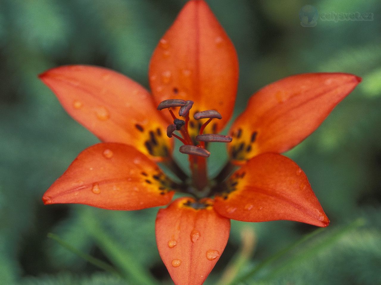 Foto: Rocky Mountain Lily, Alberta, Canada