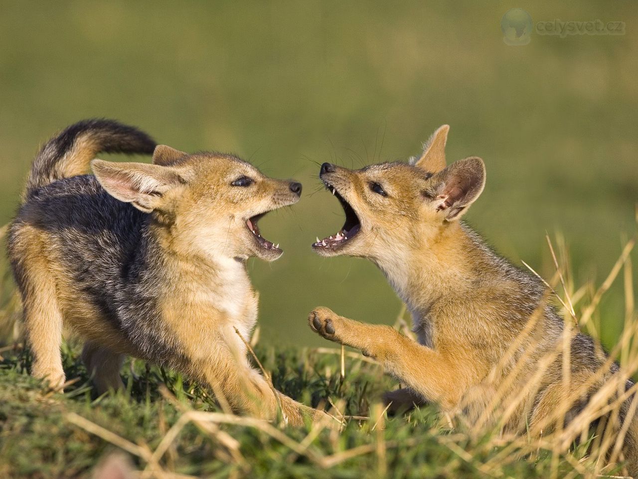 Foto: Six Week Old Black Backed Jackal Pups Playing, Masai Mara, Kenya